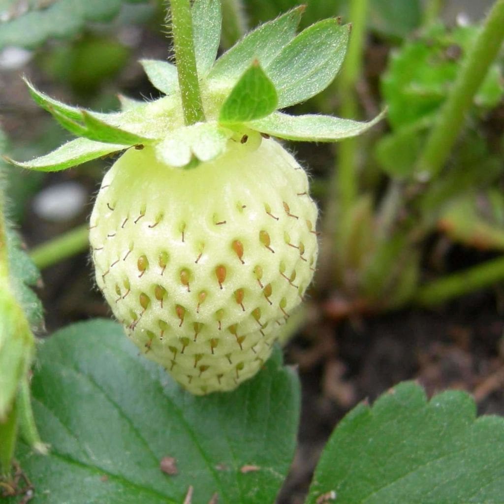 alpine strawberry seedlings