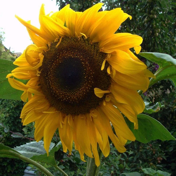 Seeds for Black Russian Sunflower | Helianthus annuus | Amkha Seed