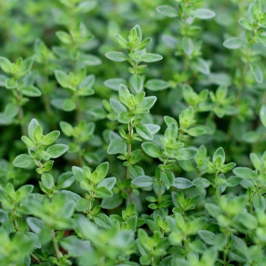 wild thyme plants to buy