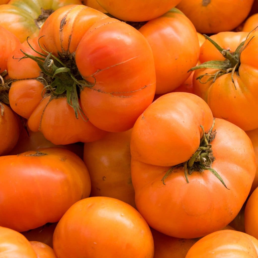 томаты апельсин фото