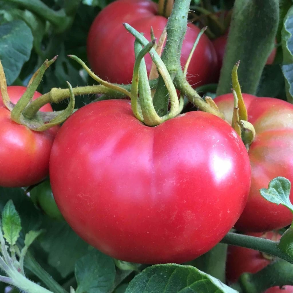 Seeds For Bradley Tomato Solanum Lycopersicum Amkha Seed