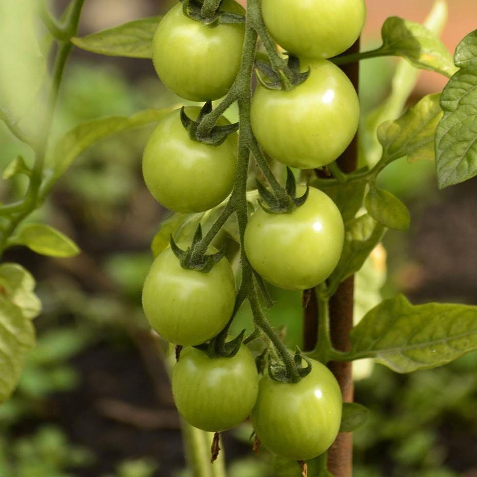 Tomato 'Green Grape' - (Solanum lycopersicum)