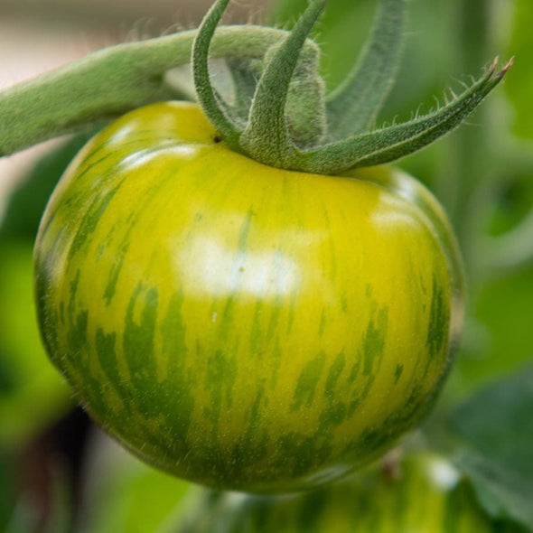 green zebra tomato ph