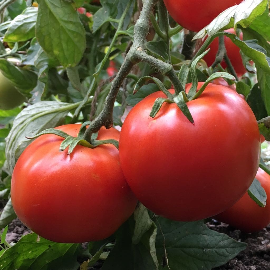 Seeds For Manitoba Tomato Solanum Lycopersicum Amkha Seed