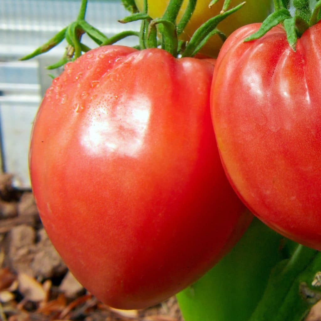 Seeds For Pink Oxheart Tomato Solanum Lycopersicum Amkha Seed