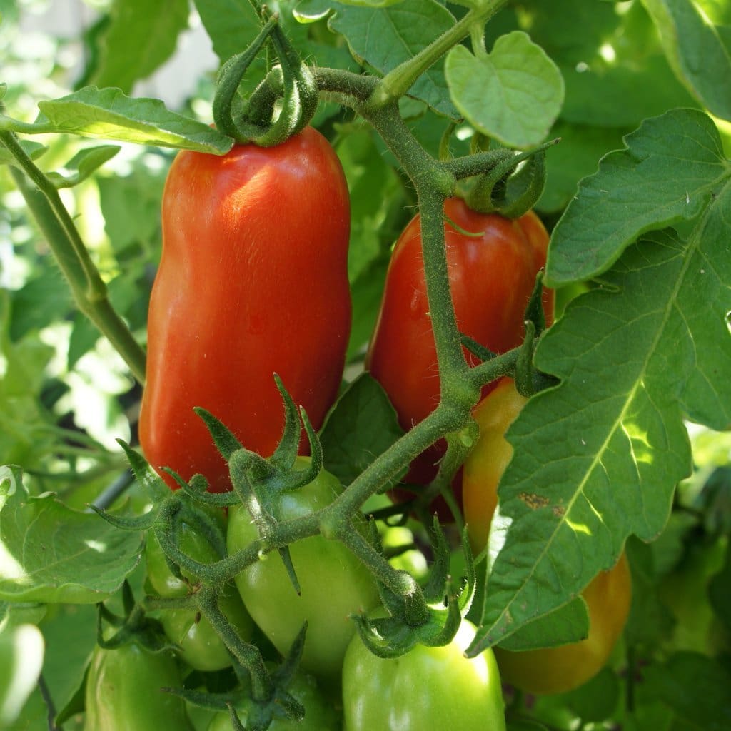 Seeds For San Marzano Tomato Solanum Lycopersicum Amkha Seed