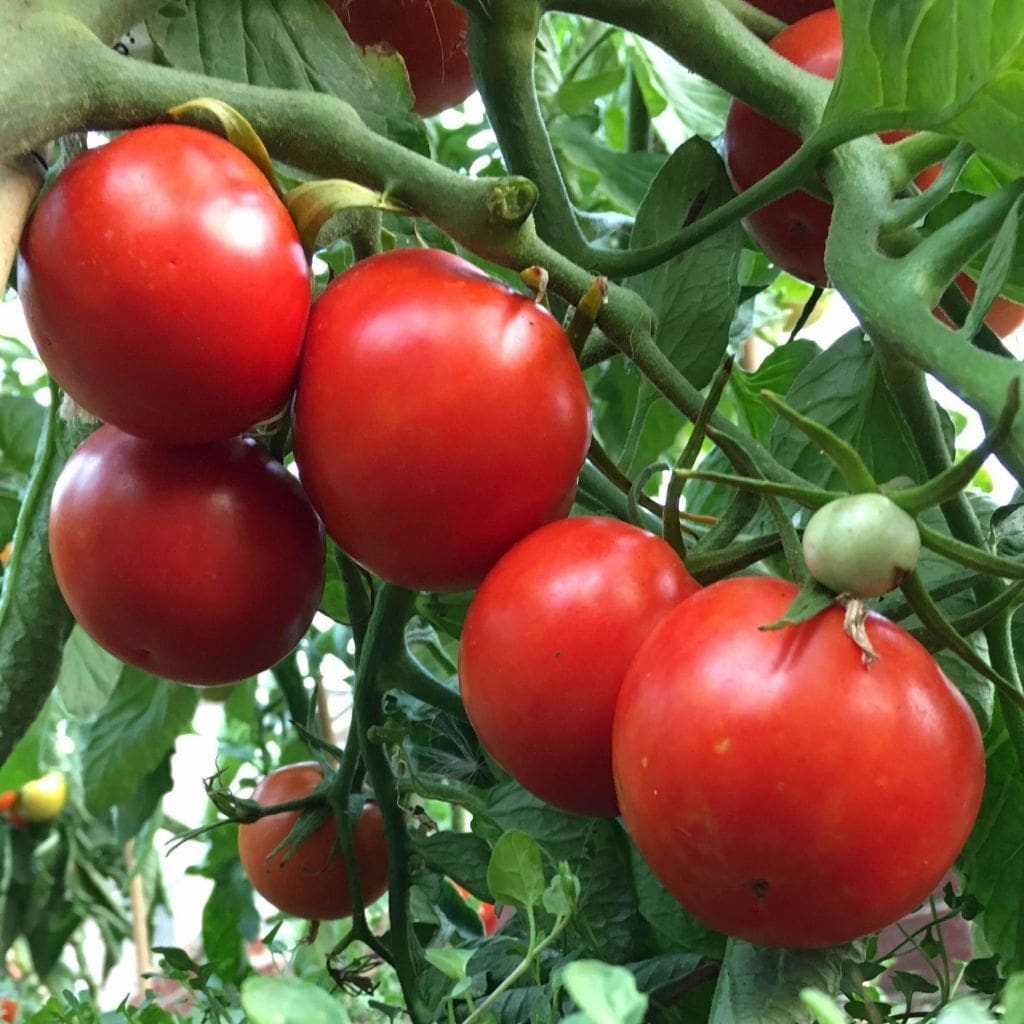 Аризона красный кустовой томат