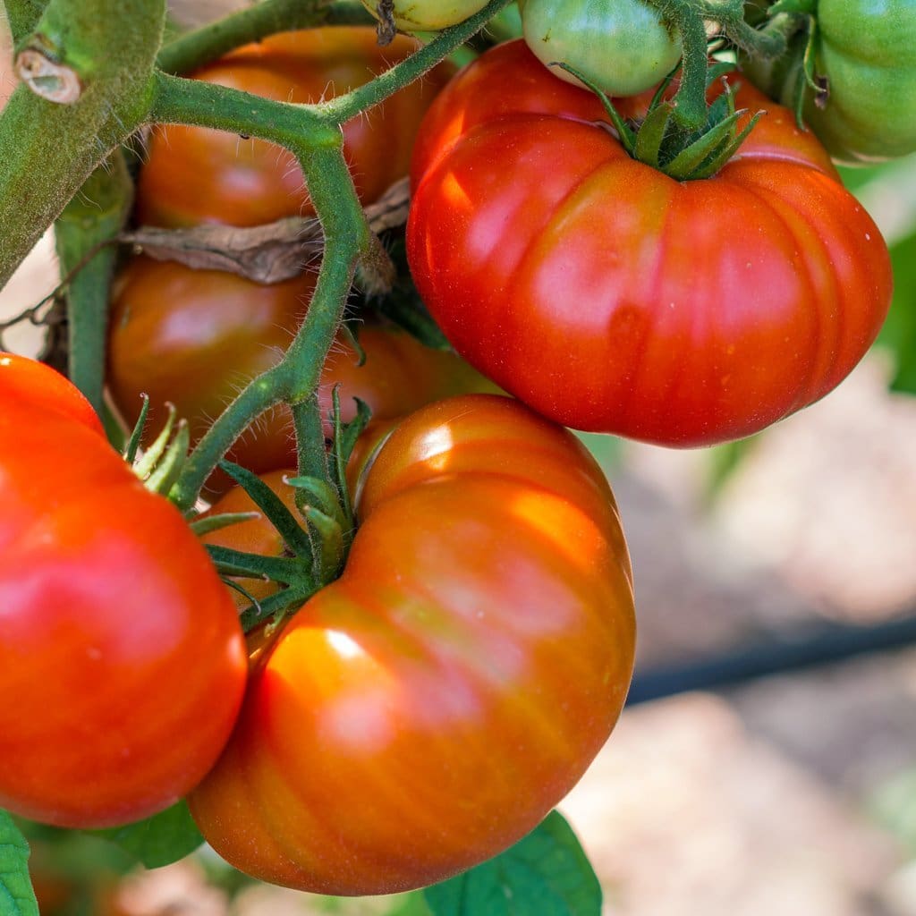 Seeds For Soldacki Tomato Solanum Lycopersicum Amkha Seed