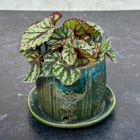 Hand built ceramic planter with example plant