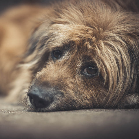 Dogs that need help get a ticket for their plane ride.