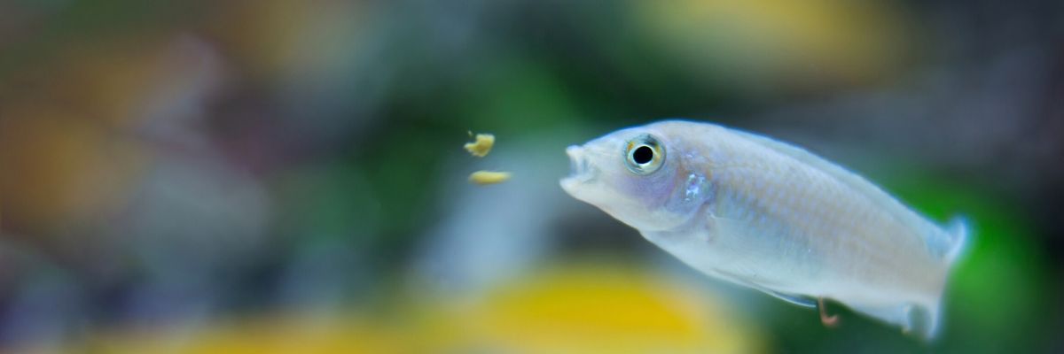 Haz lucir tu casa increíble con un acuario de peces