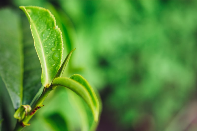 You can grow green tea in your yard