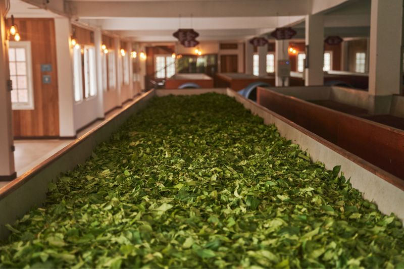 Ensuring Food Safety In Tea Production: Best Practices