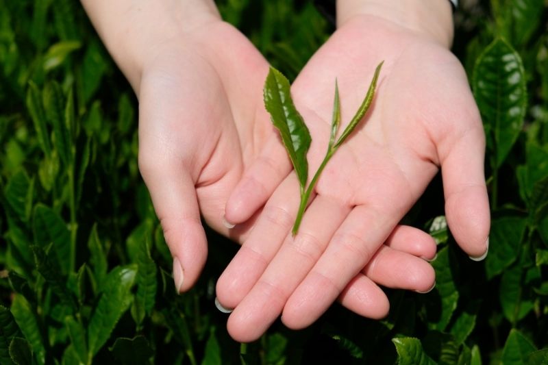 Japanese Green Tea Leaves