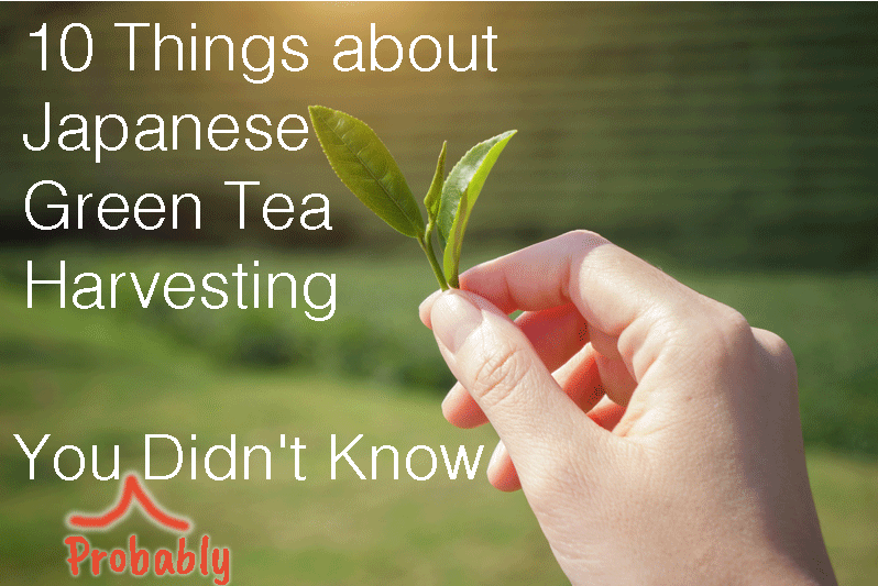 10 Things about Japanese green tea harvesting you (probably) didn't know