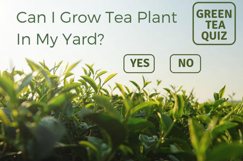 Can I grow tea plant in my yard?