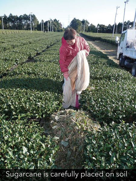 Sugarcane is carefully placed on soil