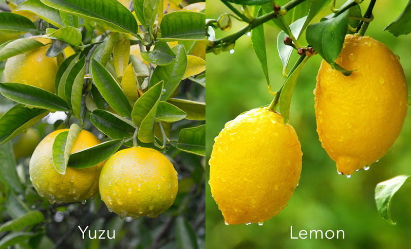Yuzu vs Lemon