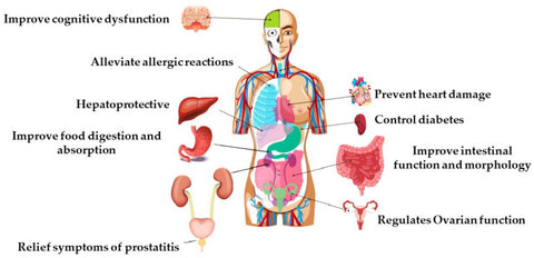 Image of the human body systems that are improved by the addition of bee pollen in daily diet, including brain, respiratory, heart, blood sugar, ovarian, intestinal, liver, and prostatitis.