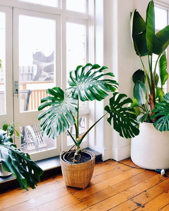 monstera