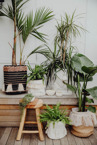 plant holders by sea tribe australia