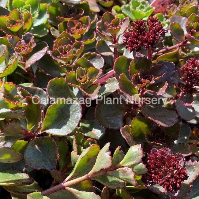 Sedum Spurium Dragon S Blood Calamazag Plant Nursery