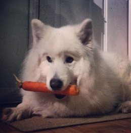 Tofu the Samoyed loves his veggies!