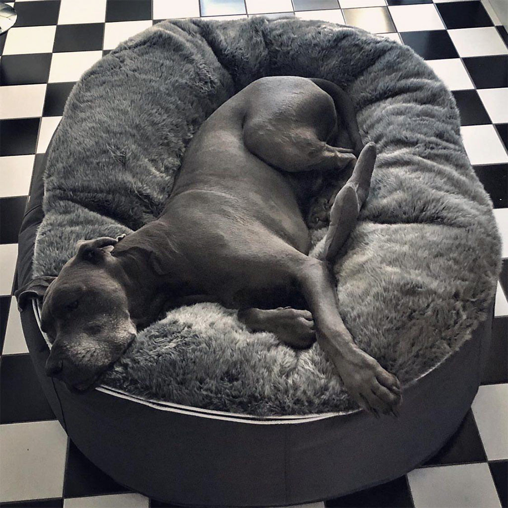 outdoor dog bed