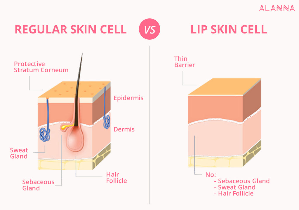 Lip Skin Cell vs Face Skin Cell