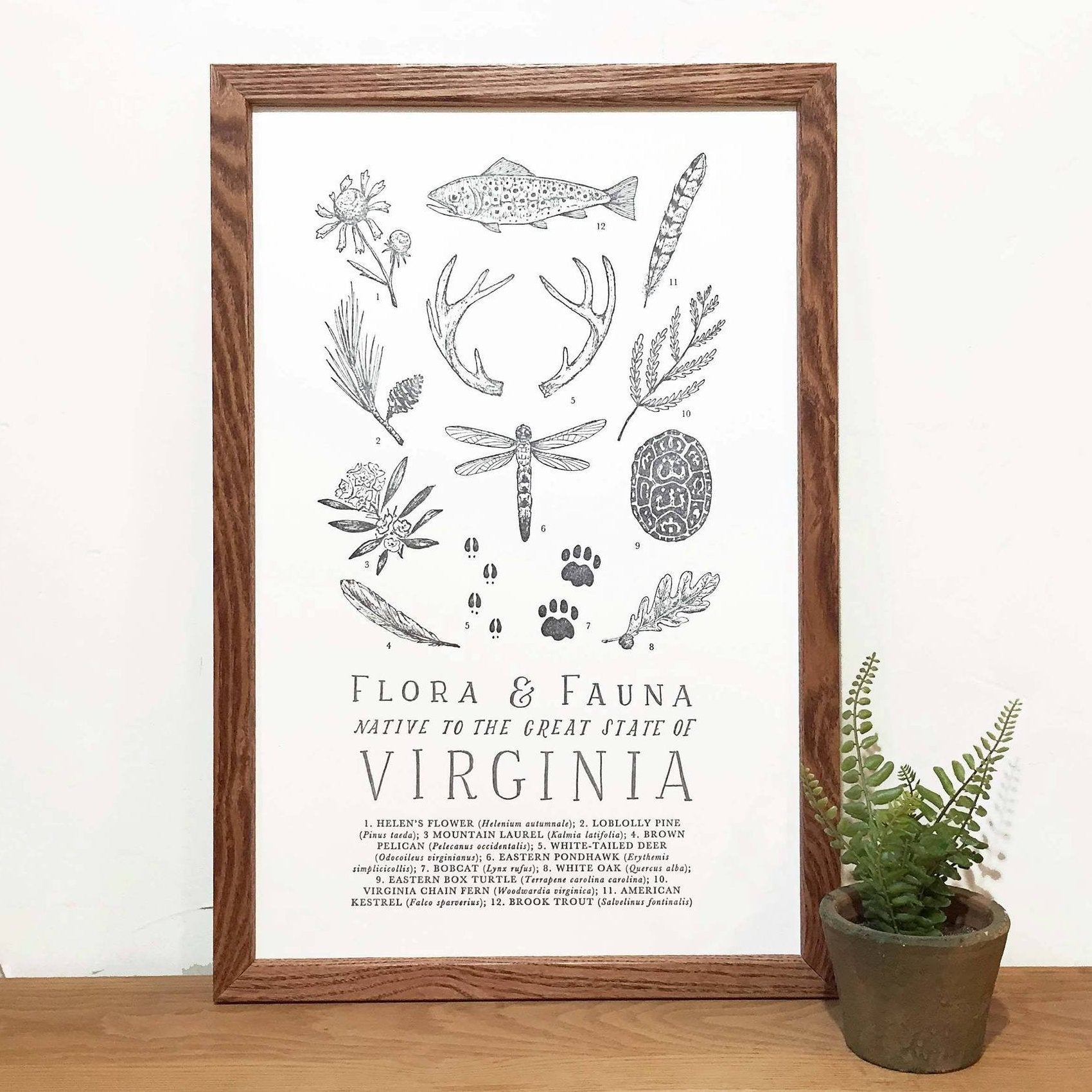 Virginia Field Guide Print