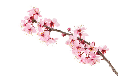 Key Ingredients in Sakura Cosmetics and Skincare
