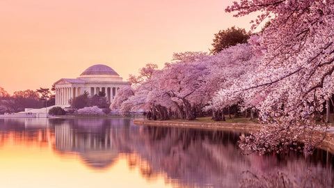 Sakura Spreads to America