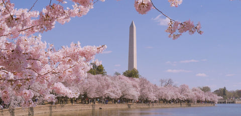 Sakura Spreads to America