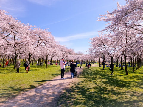 Cherry Blossoms in Europe