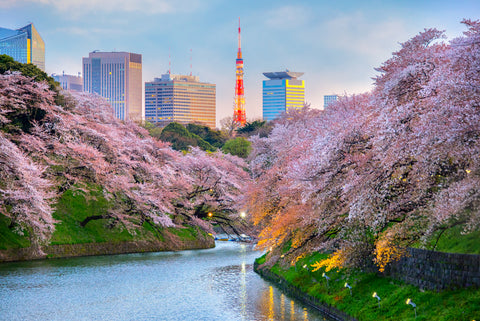 cherry blossom bloom in Chidorigafuchi, Tokyo