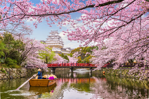 Himeji, Japan at Himeji Castle in spring season full of Sakura flowers.