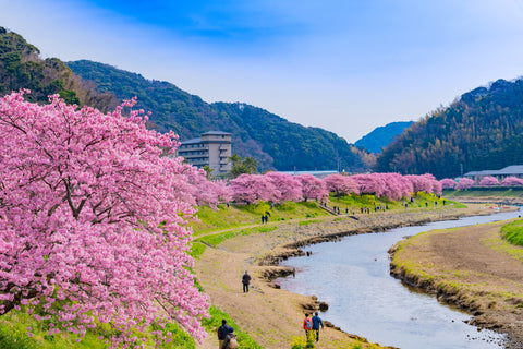 A beautiful view of a river surrounded by full bloom Kawazu sakura trees in Minamiizu-cho, Kamo-gun, Shizuoka Prefecture