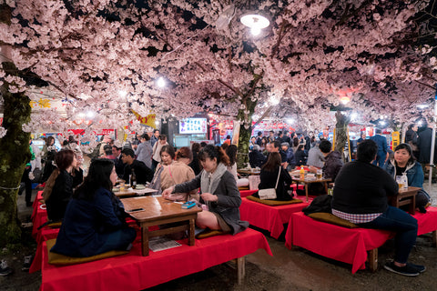 Japan crowds enjoy the spring cherry blossoms in Kyoto by partaking in seasonal night Hanami festivals in Maruyama Park at Kyoto, Japan.