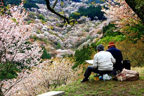 Artists sitting in front of beautiful Cherry blossom (Sakura) landscape on Naka Senbon (Middle level) of Mount Yoshino in Nara, Japan
