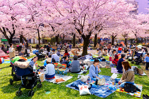 People in Japan enjoying a picnic under the blooming sakura trees.