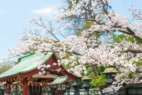 Cherry Blossoms at Ueno Toshogu Shrine in Ueno Park, Tokyo, Japan. Ueno Park is visited by up to 2 million people for annual Sakura Festival.