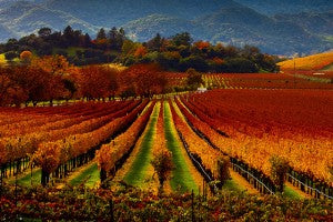 Photo via Malcolm Carlaw (Flickr): The Rugusci Winery in Napa Valley offers unbelievable views for a fall wedding.