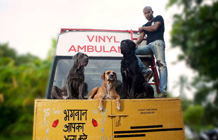 Haul And Cane Corso Italian Mastiff