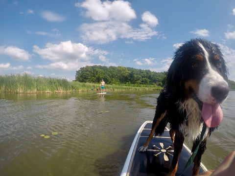 Stanley, Stache and Spencer - SUP with your Pup