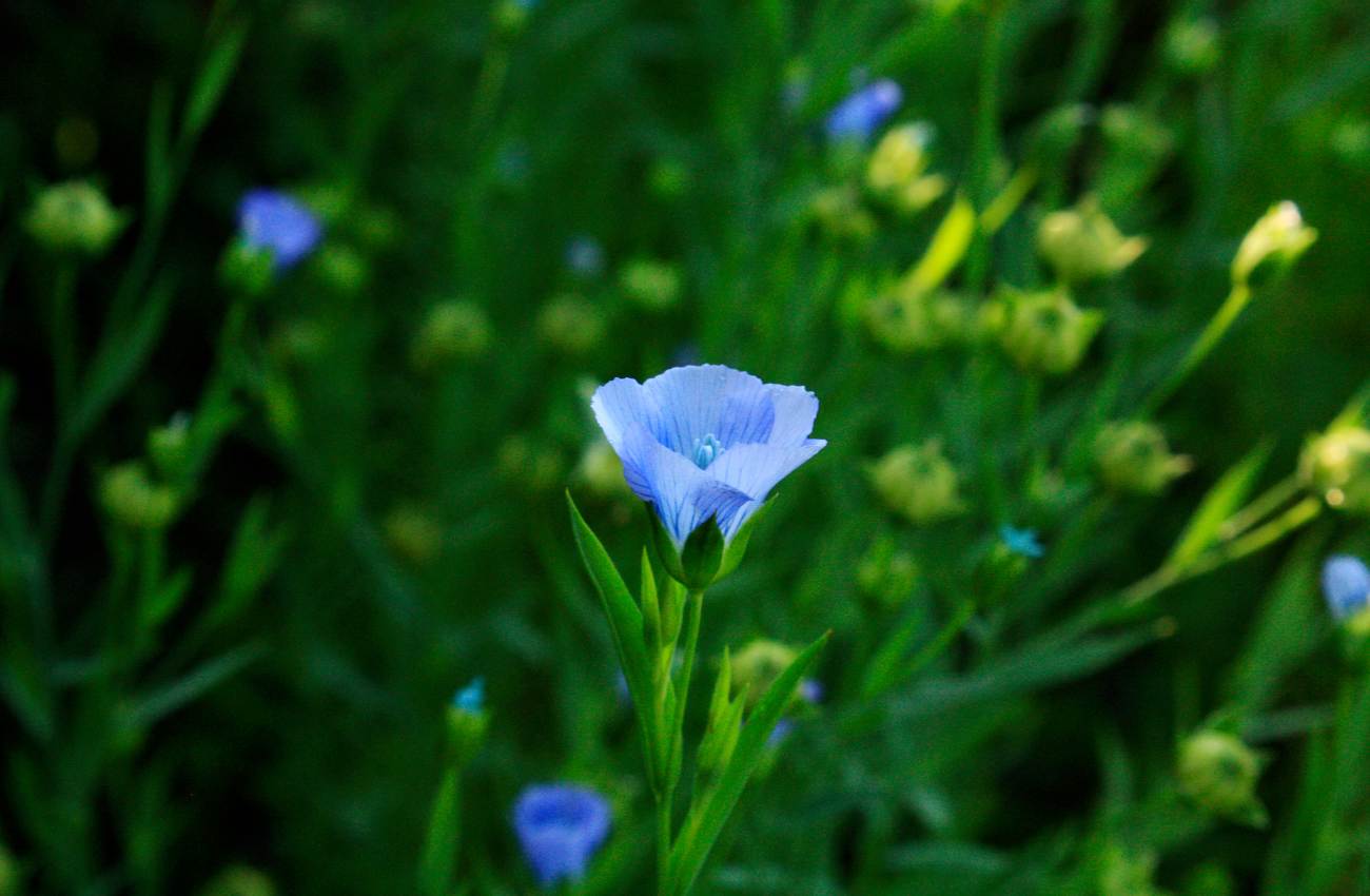 Flax plant