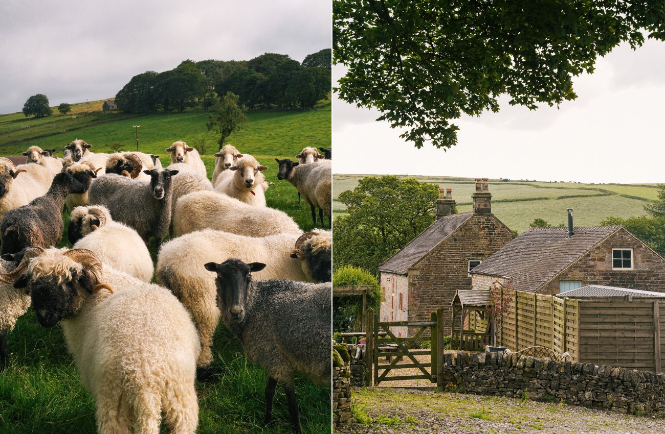 Left: Flock of sheep on Deborah's farm. Right: Old farmhouse with hills in the background