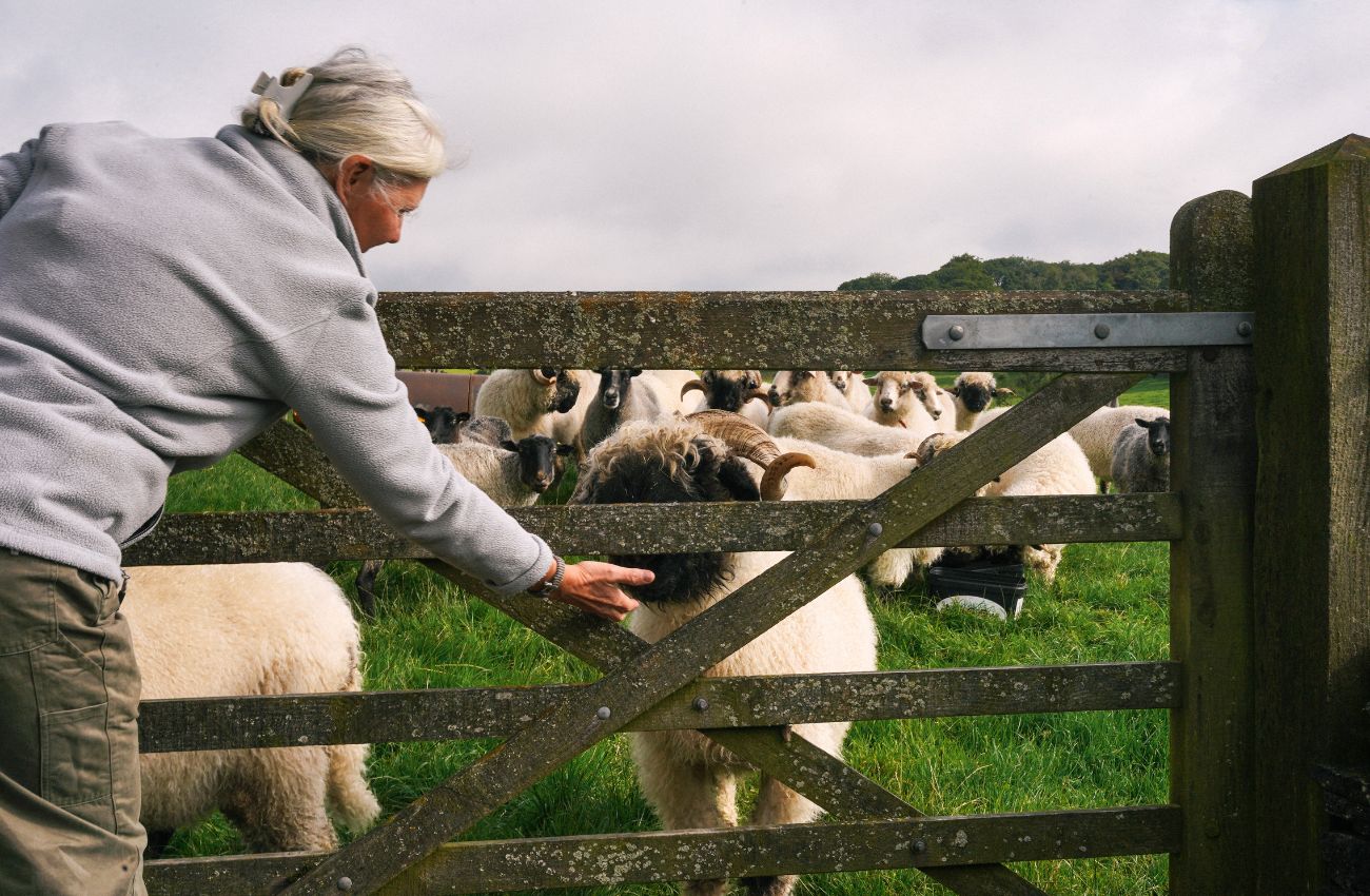 Deborah holding her hand to a wooden fence with sheep the other side