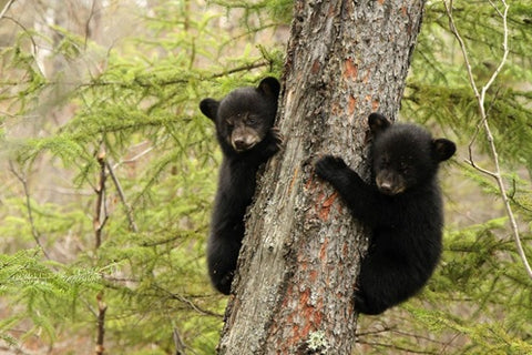 Black Bears Climbing Trees