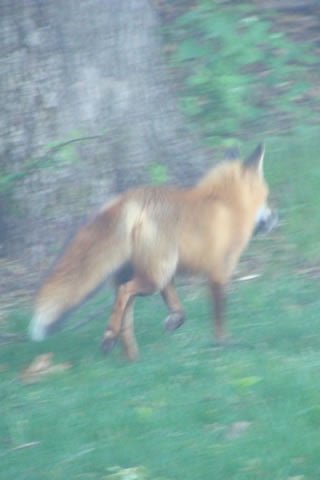 Fox Running Away