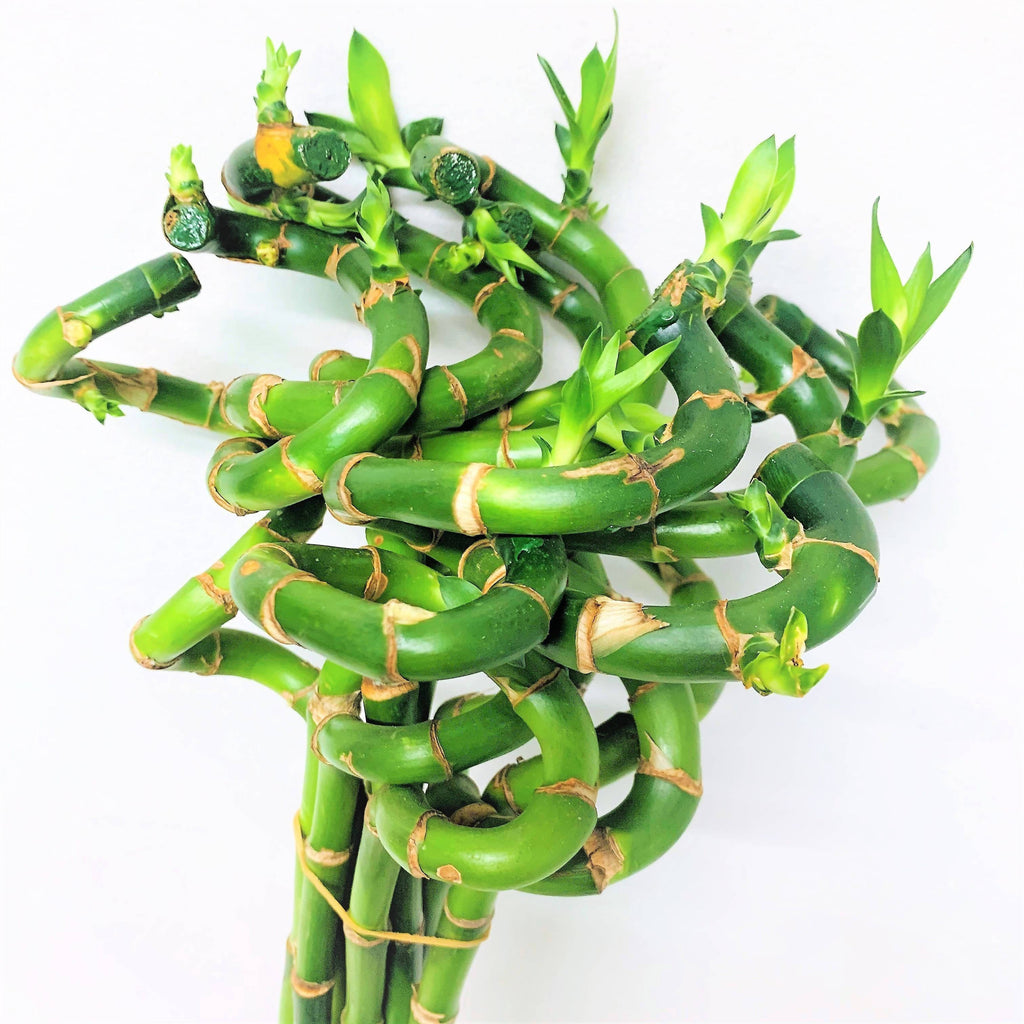 Lucky Bamboo – Curly Chinese New Year 2020 | Giftr - Malaysia's Leading